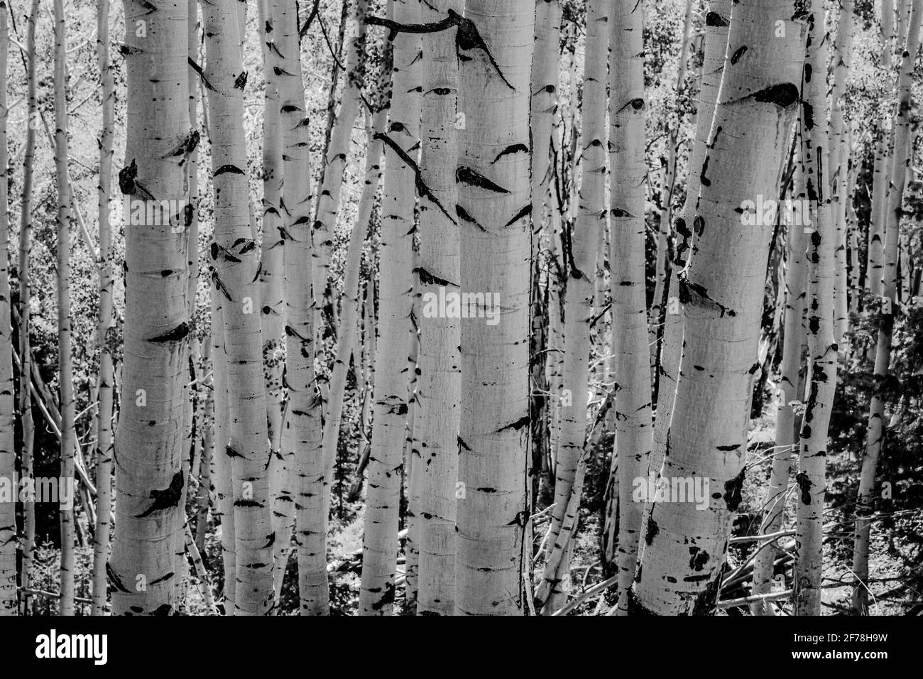 Bending tree trunks Black and White Stock Photos & Images - Alamy