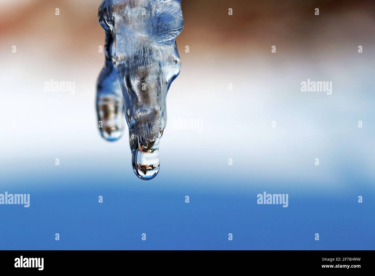 A dripping icicle in springtime Stock Photo