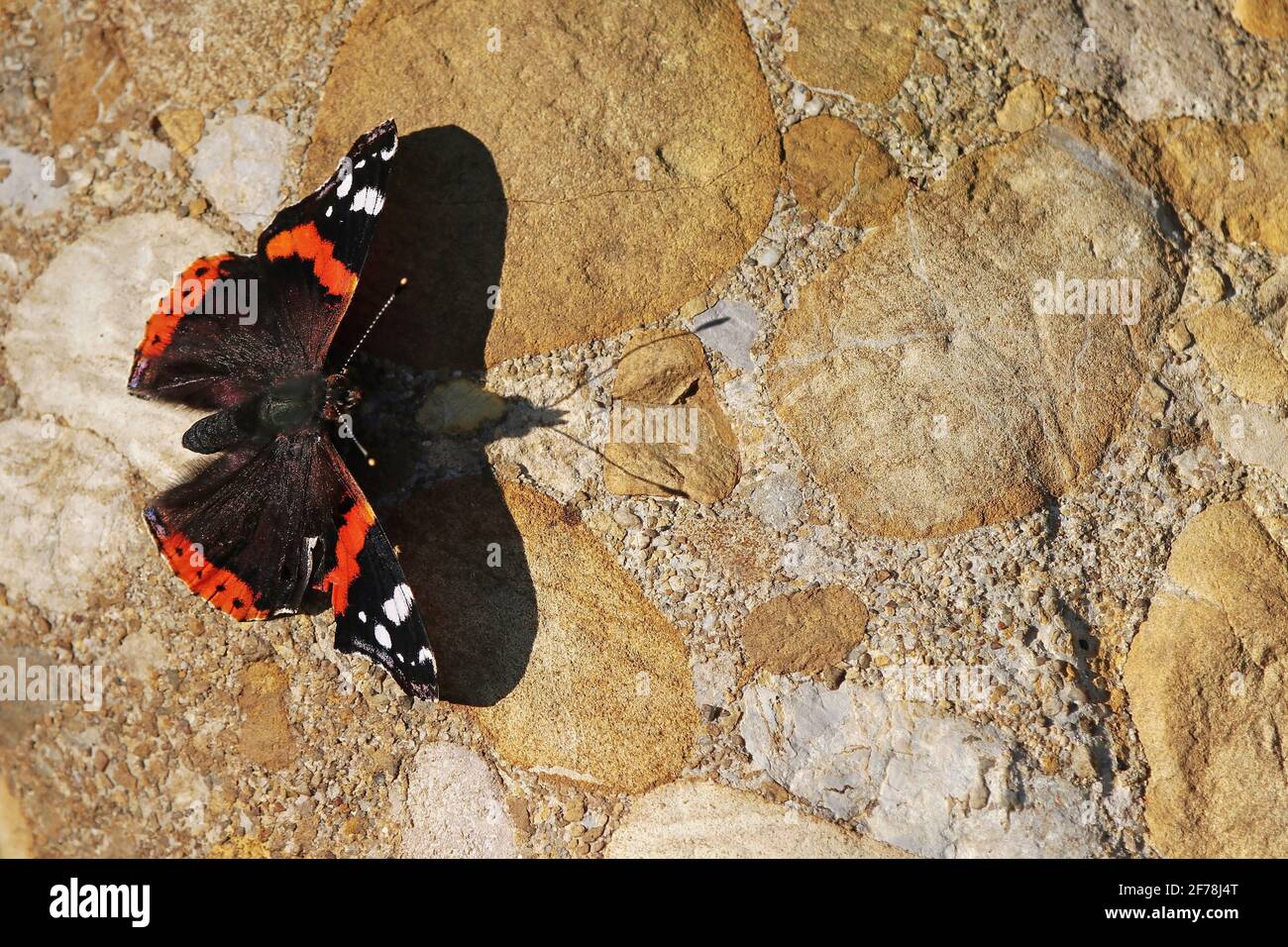 An admiral (butterfly) sits in the sun on a stone and makes a big shadow Stock Photo