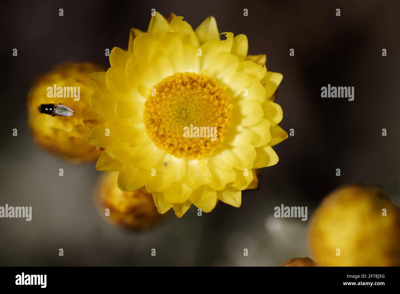 Helichrysum argyrophyllum: The flowers are daisy-like with canary yellow rays surrounding a darker yellow centre, flowering from December to May. Stock Photo