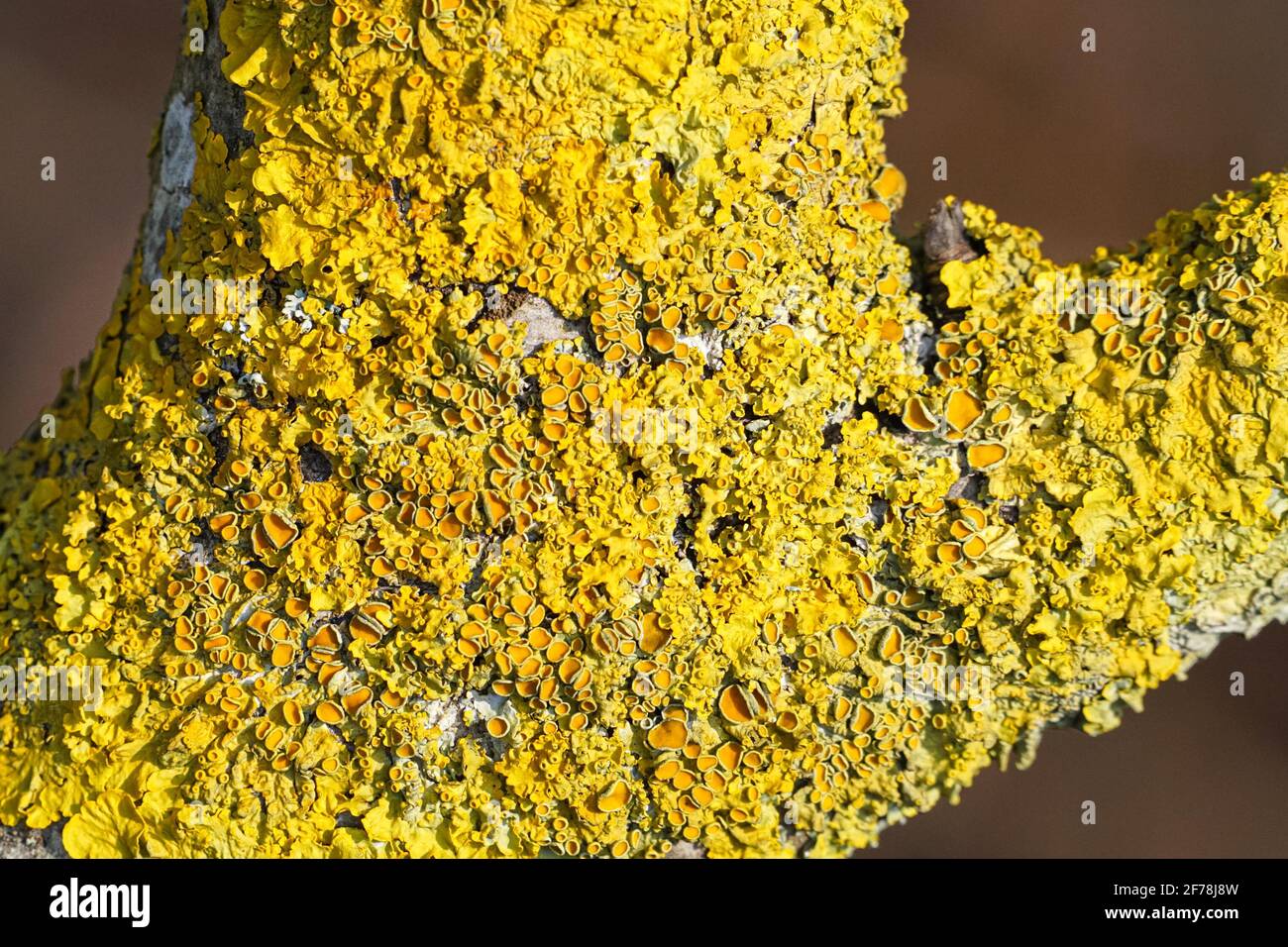 Xanthoria parietina, common foliose lichen on a tree branch in England, UK Stock Photo
