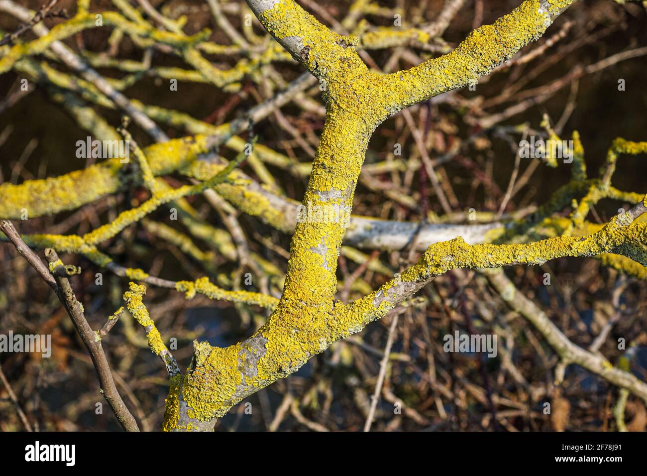 Xanthoria parietina, common foliose lichen on a tree branch in England, UK Stock Photo
