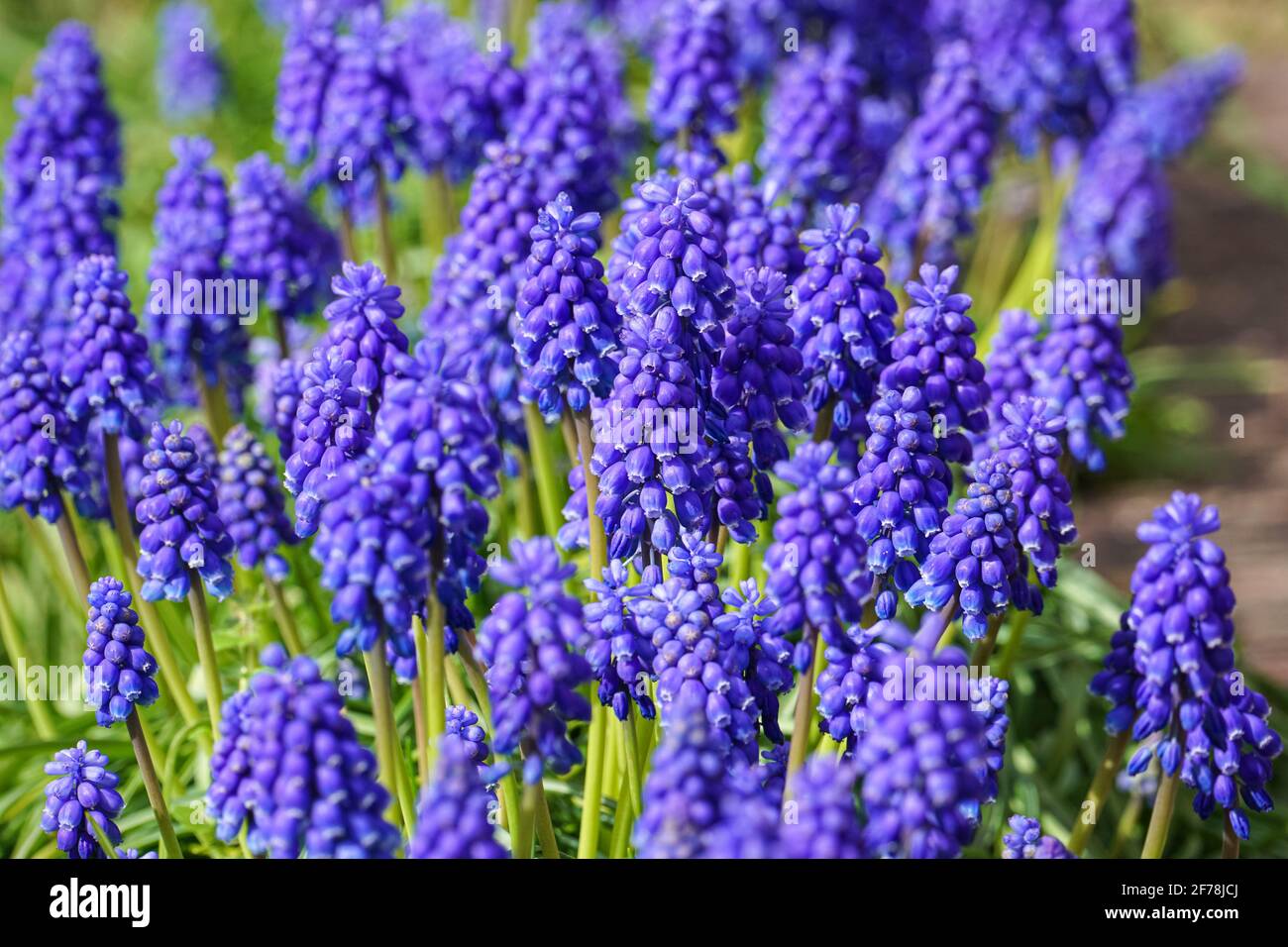 Muscari neglectum known as Grape hyacinth Stock Photo