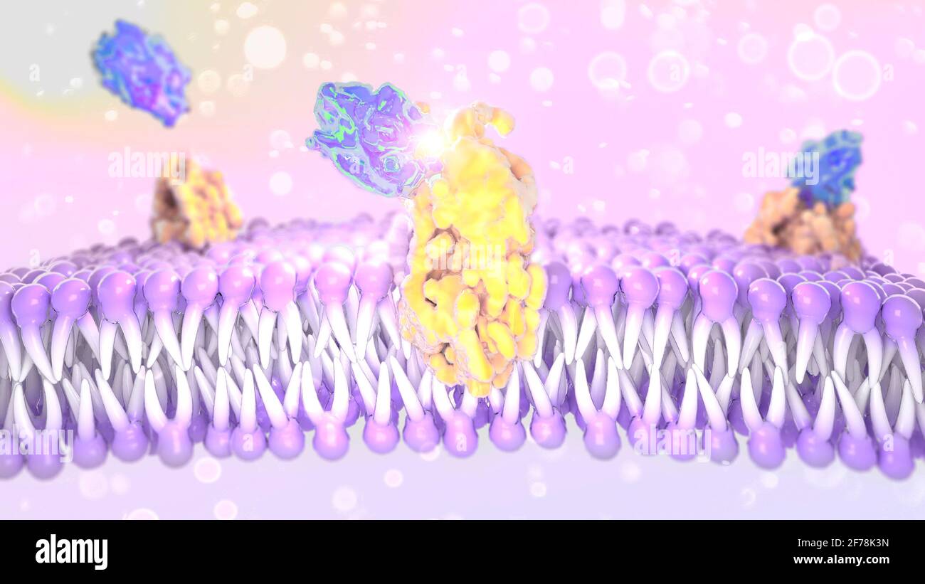 Structure of the plasma membrane of a cell. Lipids and fats viewed under a microscope. 3d render Stock Photo