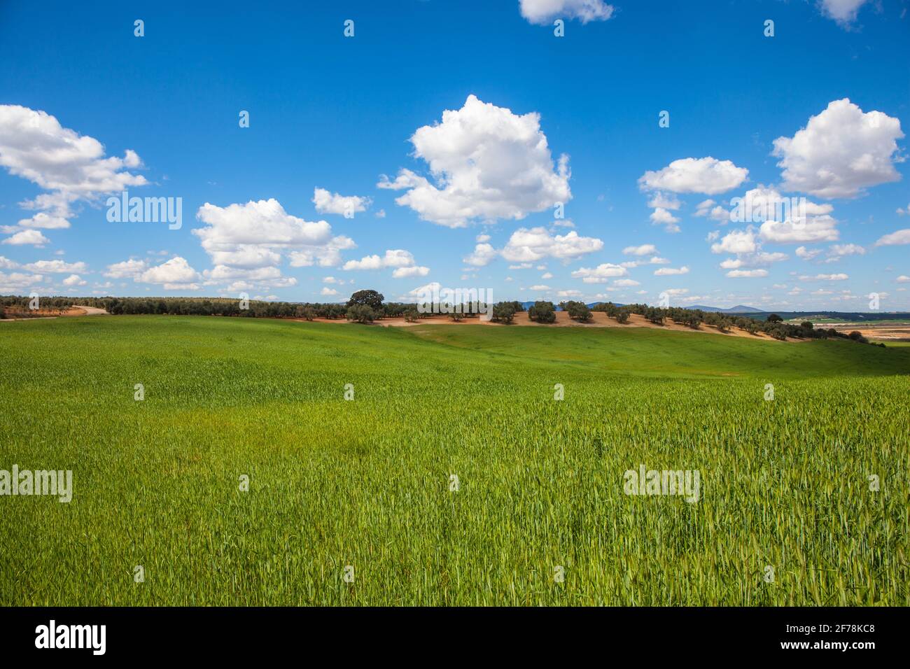 Wheat field with blue sky with sun and clouds. Stock Photo
