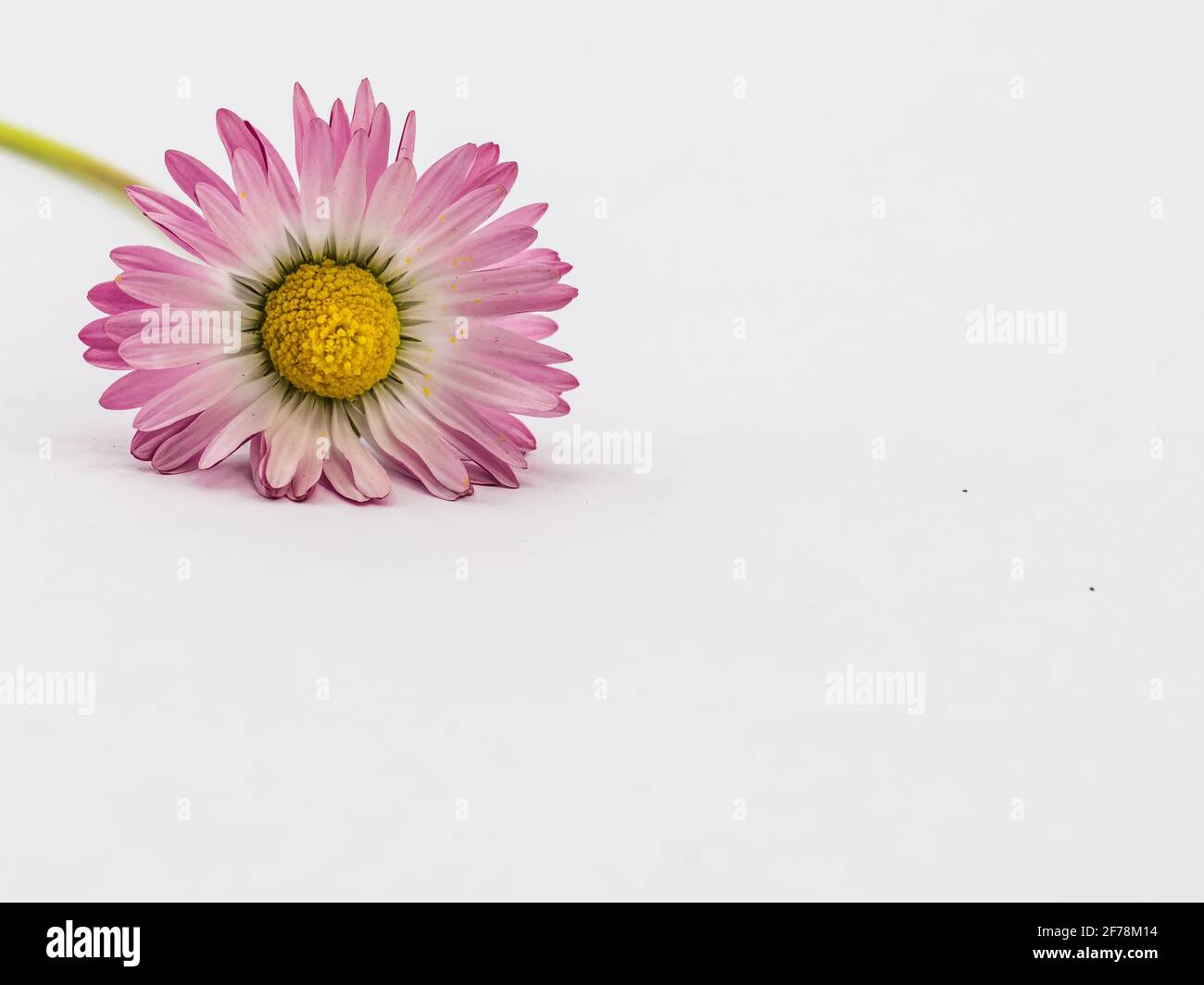 pink daisy flower isolated on white background Stock Photo - Alamy