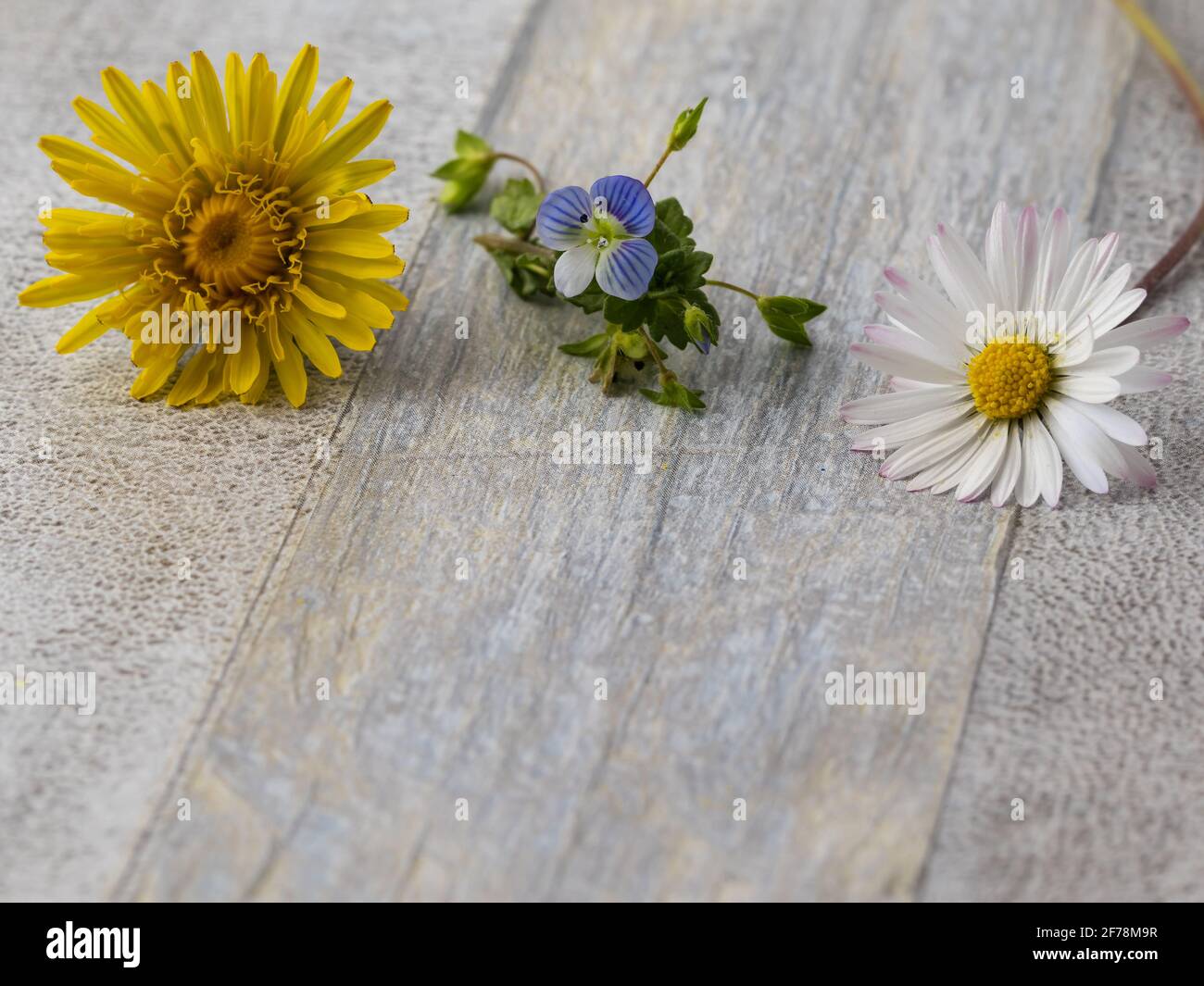 mixed flowers scattered on wooden background Stock Photo