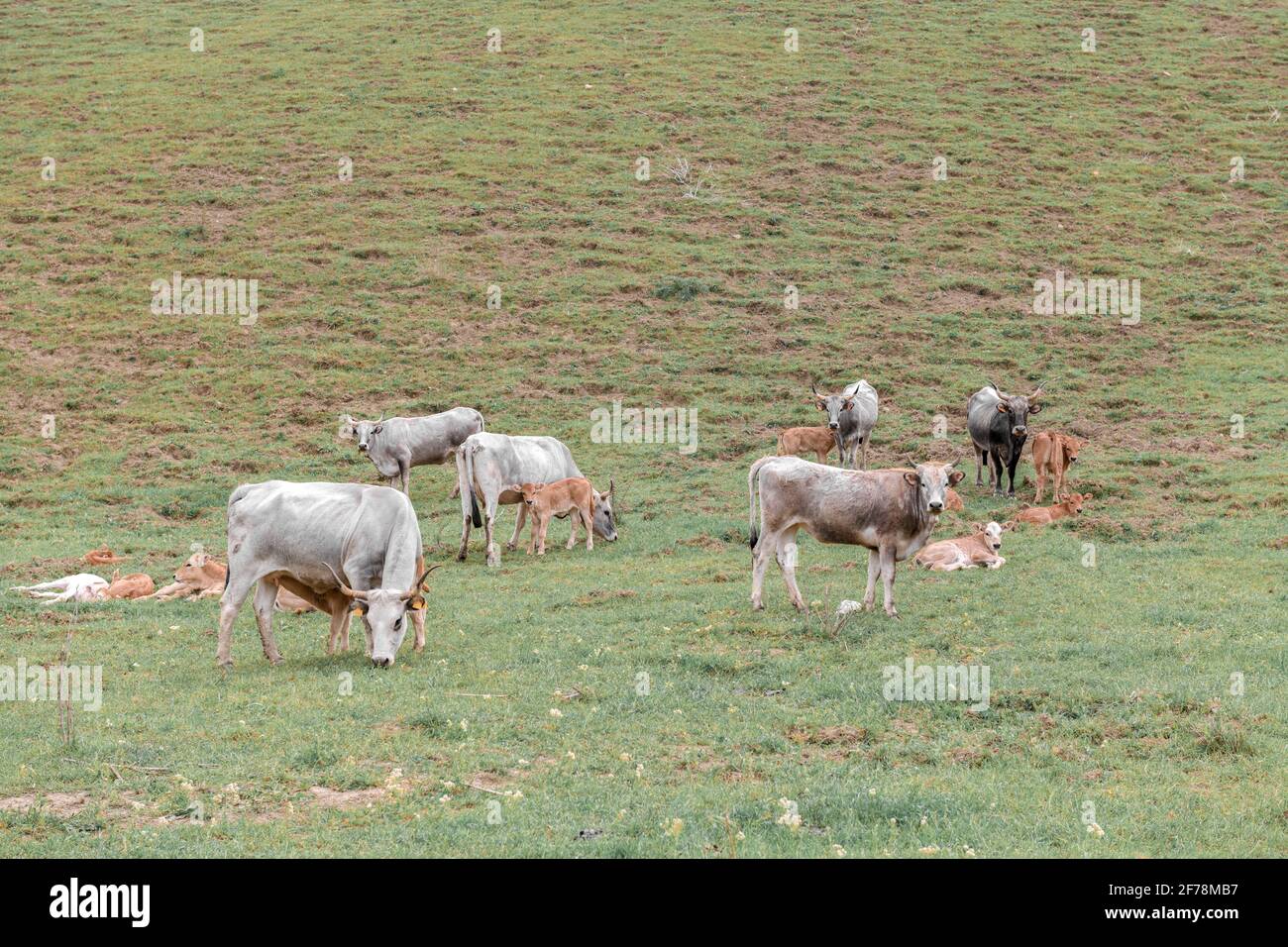 Cows are on pasture in autumn field Stock Photo