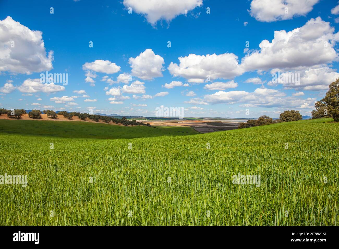 Wheat field with blue sky with sun and clouds. Stock Photo