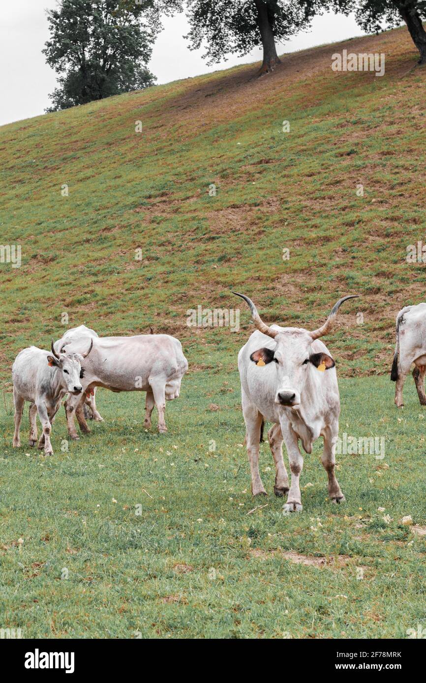 Cows are on pasture in autumn field Stock Photo