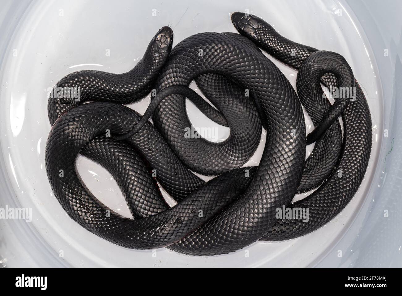 Redbellied Black Snakes in plastic bucket Stock Photo Alamy