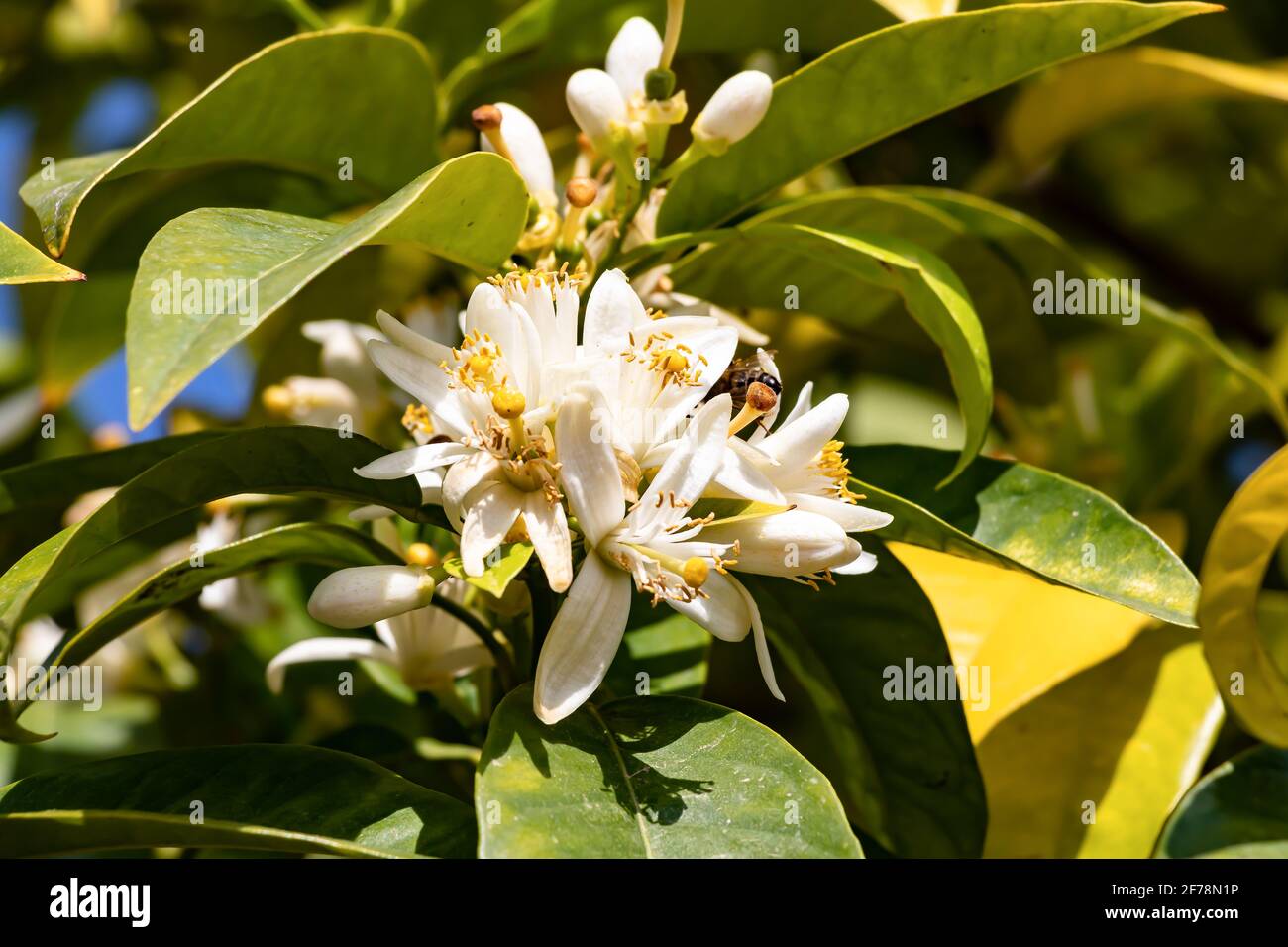 Orange blossom is the name of the white flowers of the orange tree, lemon tree and citron. The name is popularly associated with the orange blossom, t Stock Photo