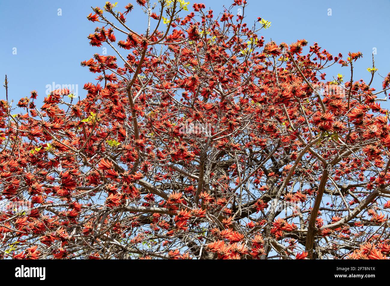 Erythrina caffra, the coast coral tree or African coral tree, is native to southeastern Africa, often cultivated and introduced in California. Conside Stock Photo