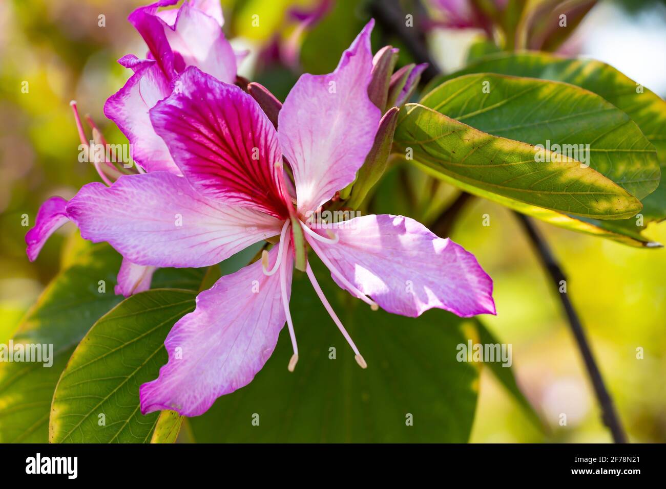 Bauhinia variegata is a species of flowering plant in the legume family, Fabaceae. It is native from China, Southeast Asia, Indian subcontinent. Commo Stock Photo