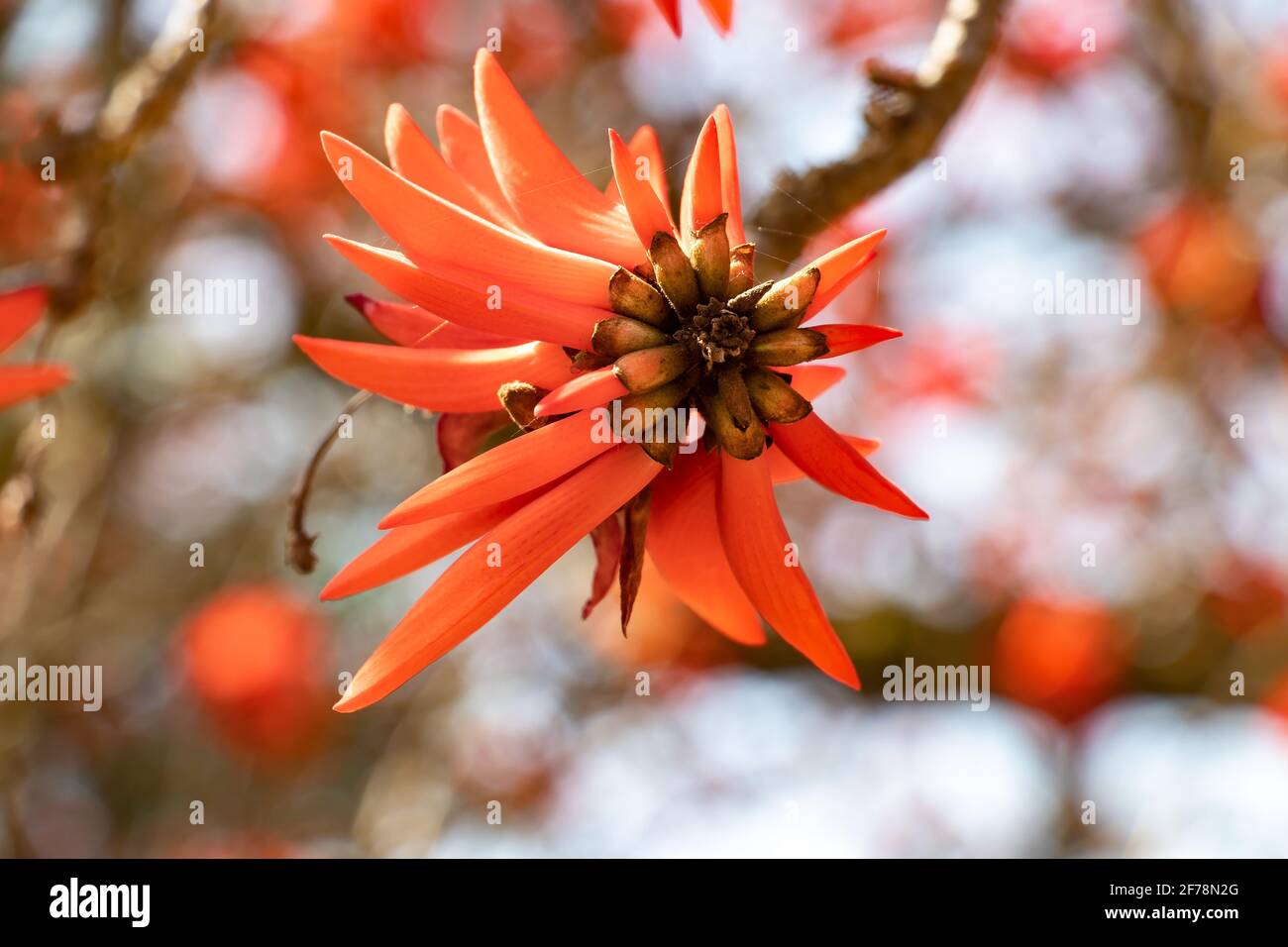 Erythrina caffra, the coast coral tree or African coral tree, is native to southeastern Africa, often cultivated and introduced in California. Conside Stock Photo