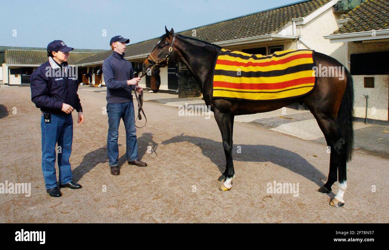 BALLYDOYLE STABLES IN IRELAND  AIDAN O'BRIEN AND GYPSY KING  25/4/2005 PICTURE DAVID ASHDOWNRACING Stock Photo