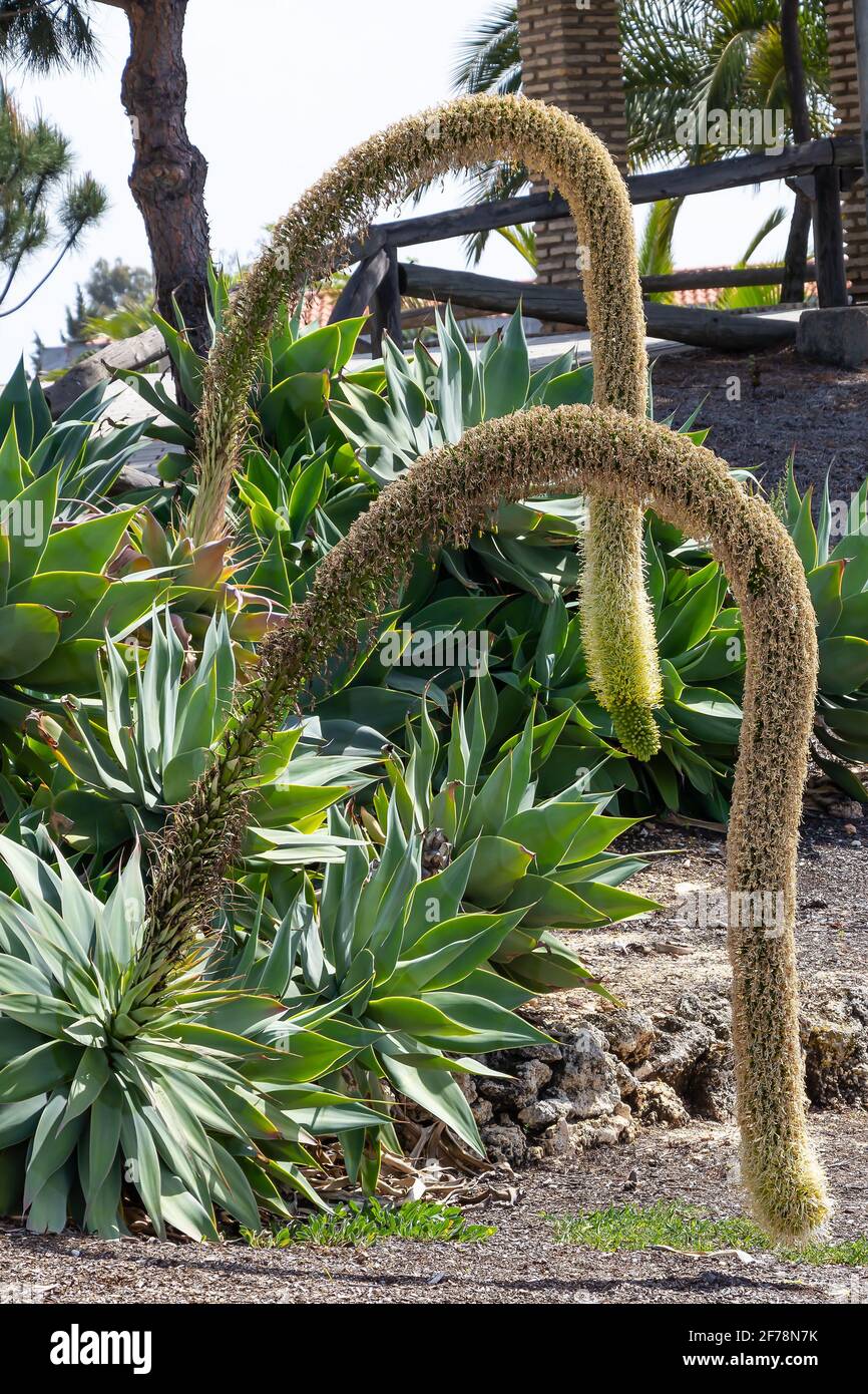 Agave attenuata is a species of agave commonly known as the Foxtail, Lion's tail or Swan's Neck Agave for its development of a curved inflorescence, u Stock Photo