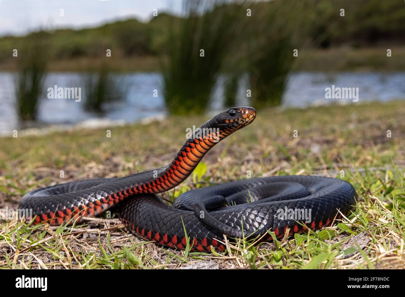 Redbellied Black Snakes basking in habitat Stock Photo Alamy