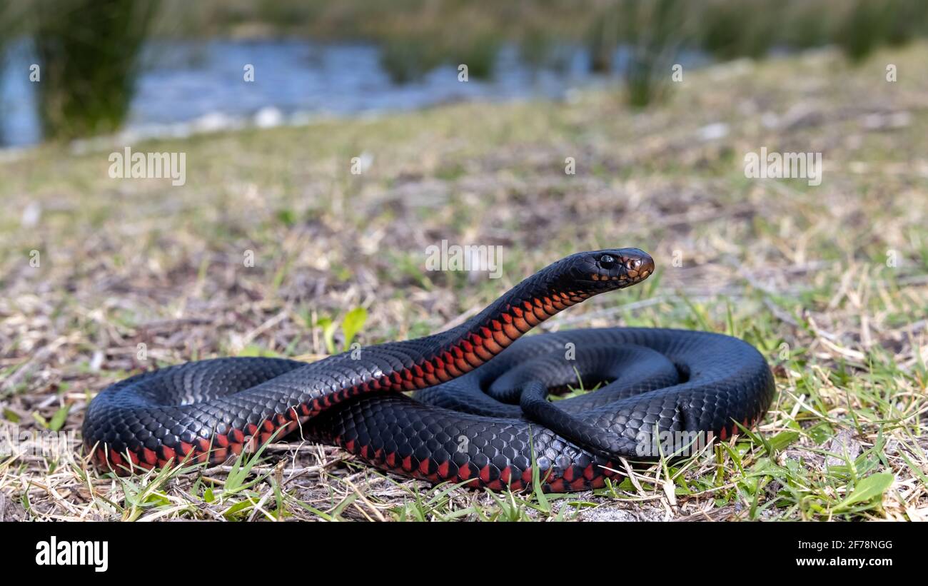 Redbellied Black Snake basking in sunlight Stock Photo Alamy