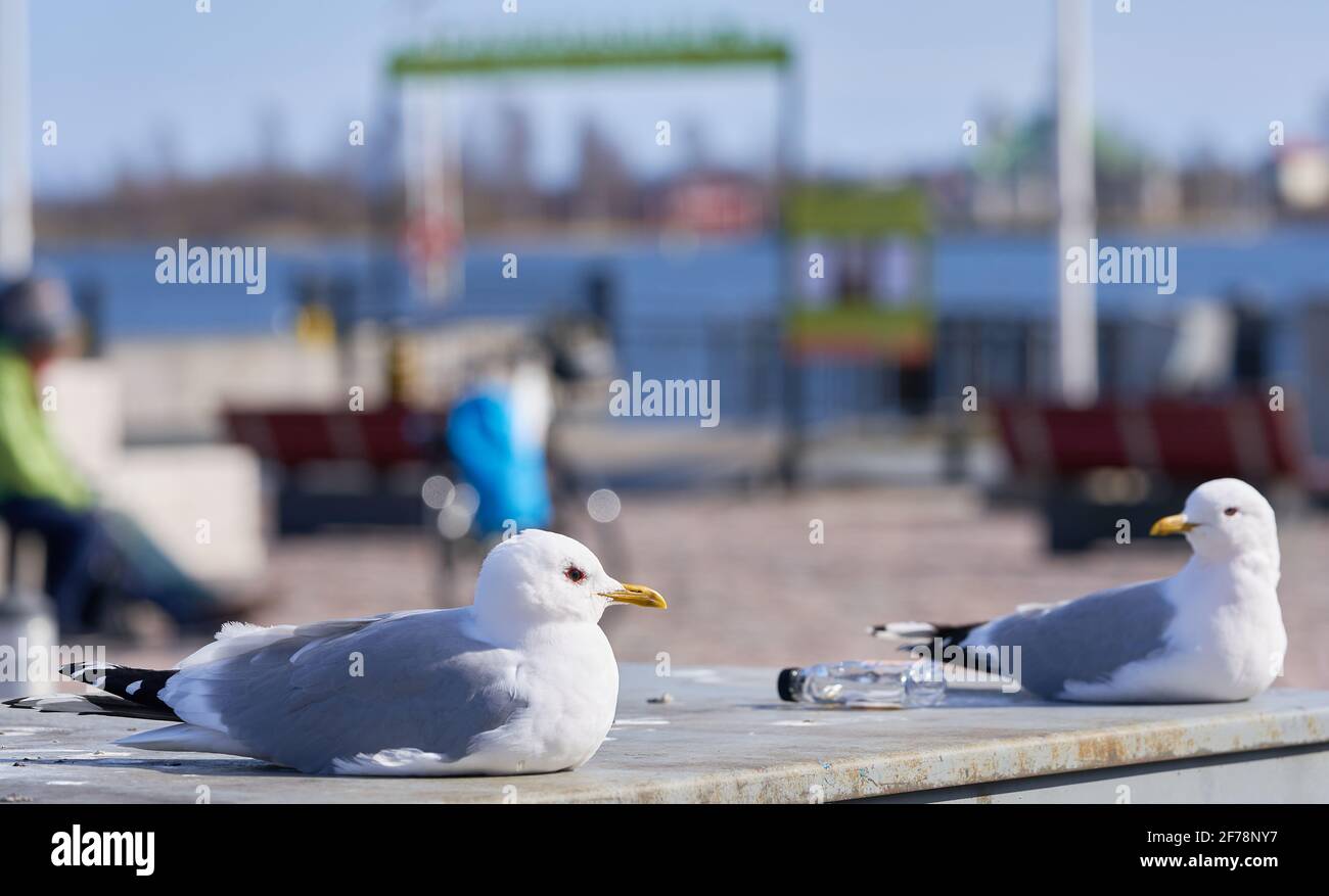 Two common gulls sitting and staring each other with a small bottle of booze between them Stock Photo