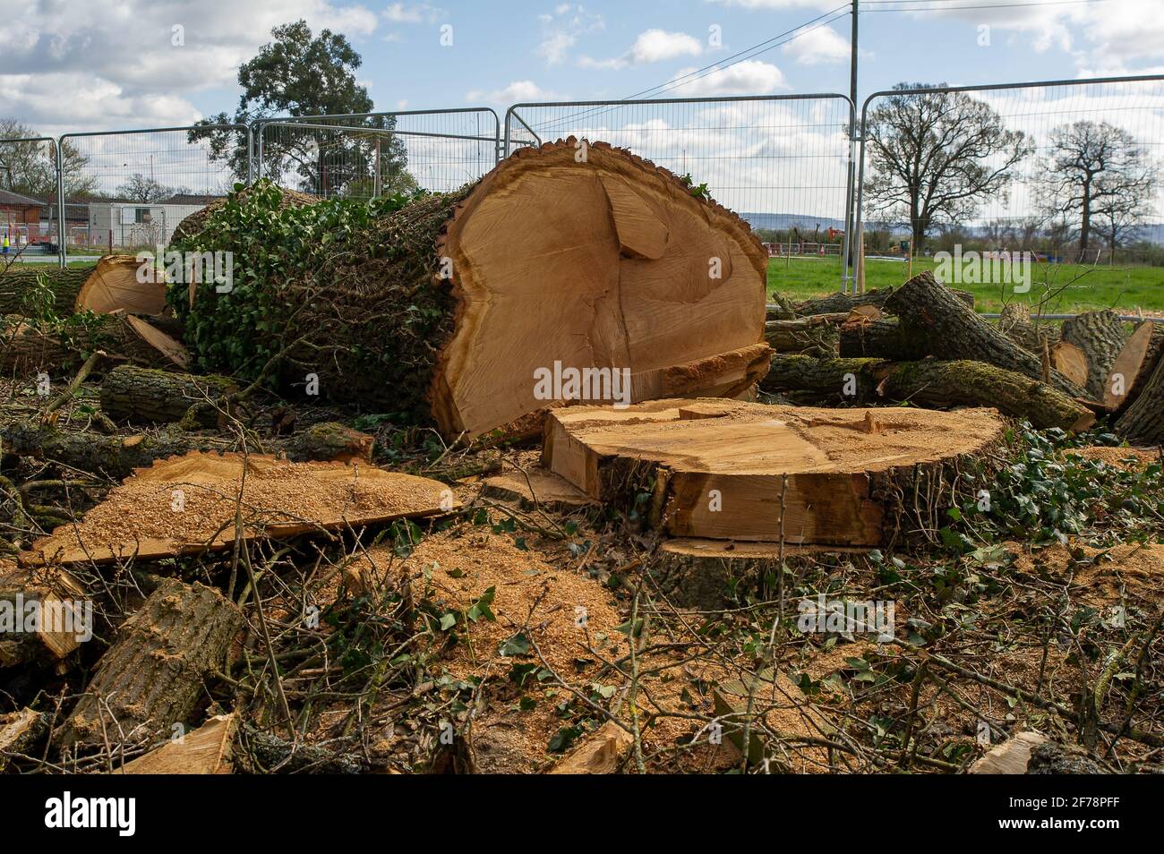 Aylesbury, UK. 5th April, 2021. HS2 Ltd have just felled yet another huge oak tree during the bird nesting season causing much upset to locals and environmentalists. The very controversial and over budget High Speed 2 rail link from London to Birmingham is carving a huge scar across the Chilterns which is an AONB and puts 108 ancient woodlands, 693 wildlife sites and 33 SSSIs at risk. Credit: Maureen McLean/Alamy Stock Photo
