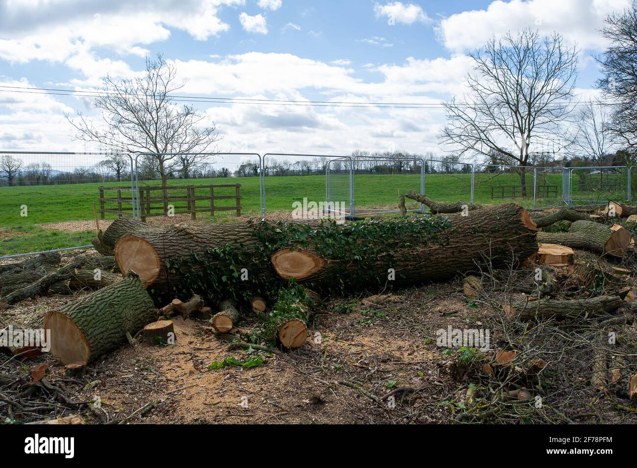 Aylesbury, UK. 5th April, 2021. HS2 Ltd have just felled yet another huge oak tree during the bird nesting season causing much upset to locals and environmentalists. The very controversial and over budget High Speed 2 rail link from London to Birmingham is carving a huge scar across the Chilterns which is an AONB and puts 108 ancient woodlands, 693 wildlife sites and 33 SSSIs at risk. Credit: Maureen McLean/Alamy Stock Photo