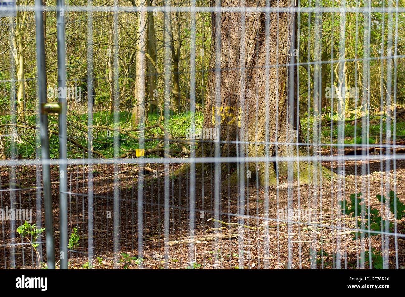 Aylesbury, UK. 5th April, 2021. Another area of woodland is fenced off ready for HS2 to destroy more trees. The very controversial and over budget High Speed 2 rail link from London to Birmingham is carving a huge scar across the Chilterns which is an AONB and puts 108 ancient woodlands, 693 wildlife sites and 33 SSSIs at risk. Credit: Maureen McLean/Alamy Stock Photo