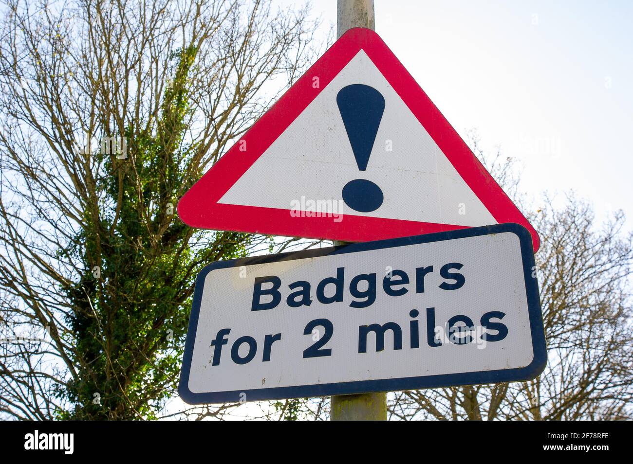 Aylesbury, UK. 5th April, 2021. Ironically a roadside badger sign near