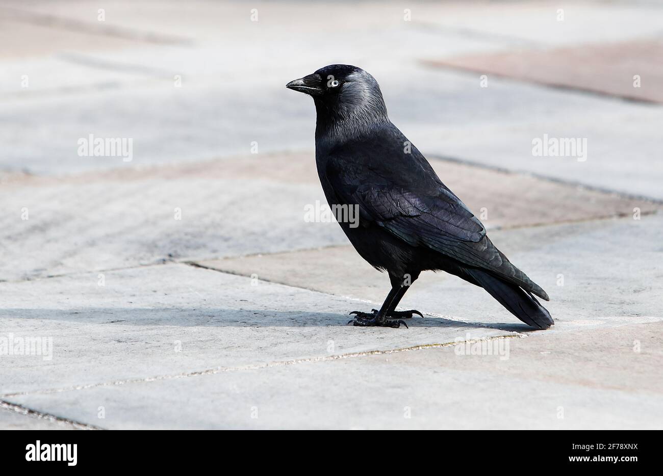 Jackdaw (Corvus monedula) standing on a paved area looking for scraps of food. Stock Photo