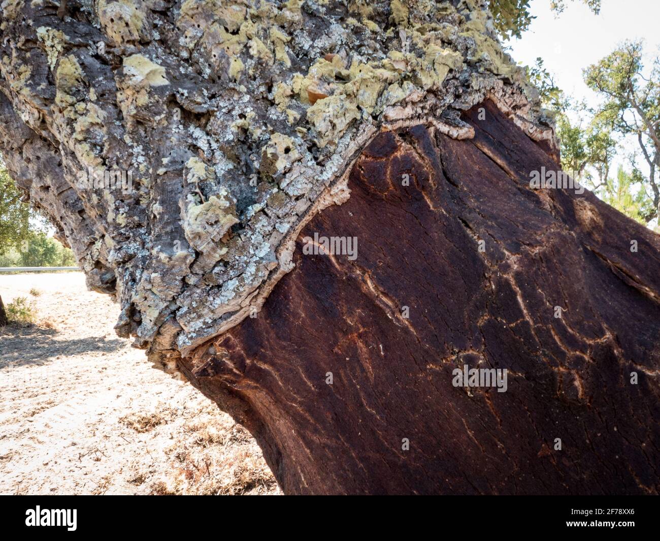 Close-up of a partly stripped cork oak. Corktrees are a common sight in the South of Portugal. The country is one of the biggest producers of natural cork. Stock Photo