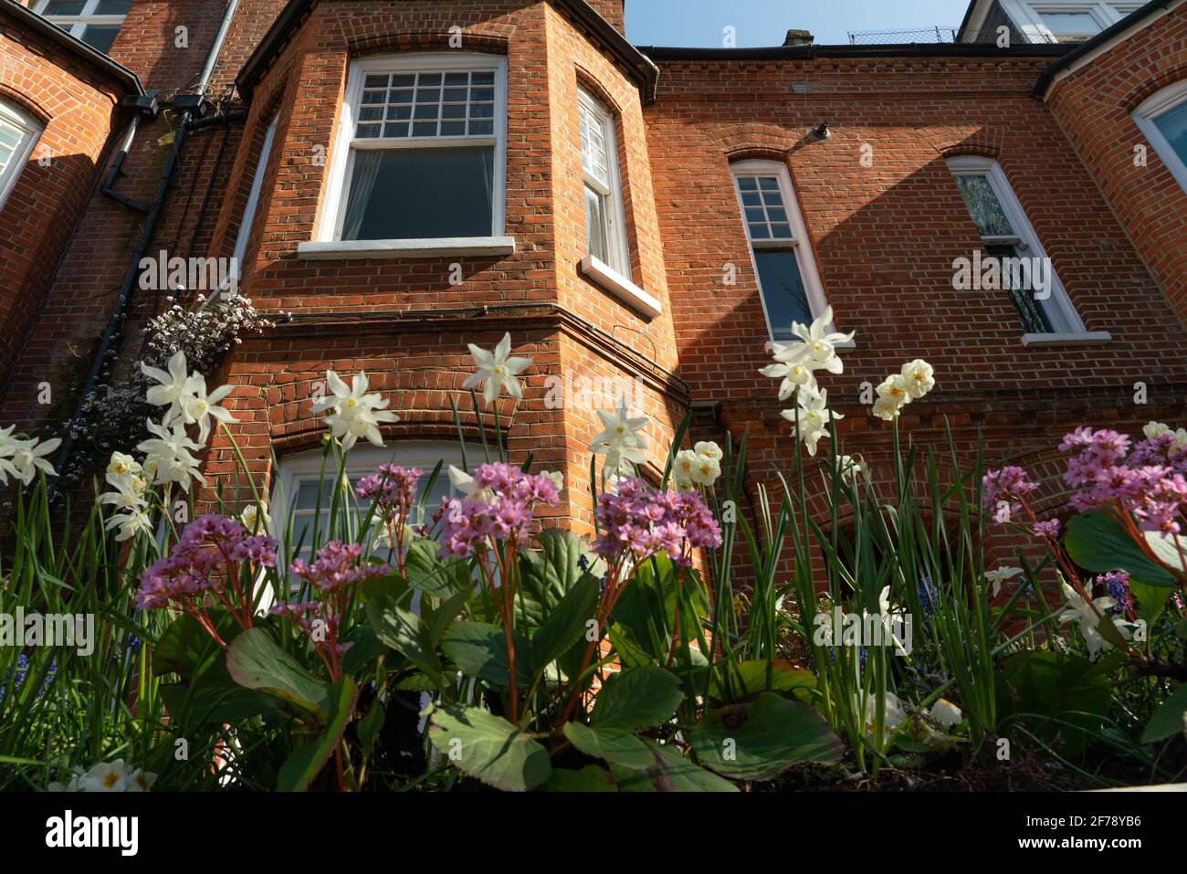 Spring flowers, Cambridge Road, Battersea Stock Photo Alamy