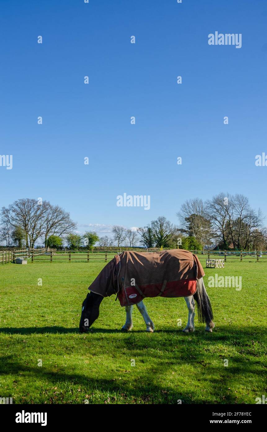 A horse grazing in a lush green field beneath a blue sky in springtime ...