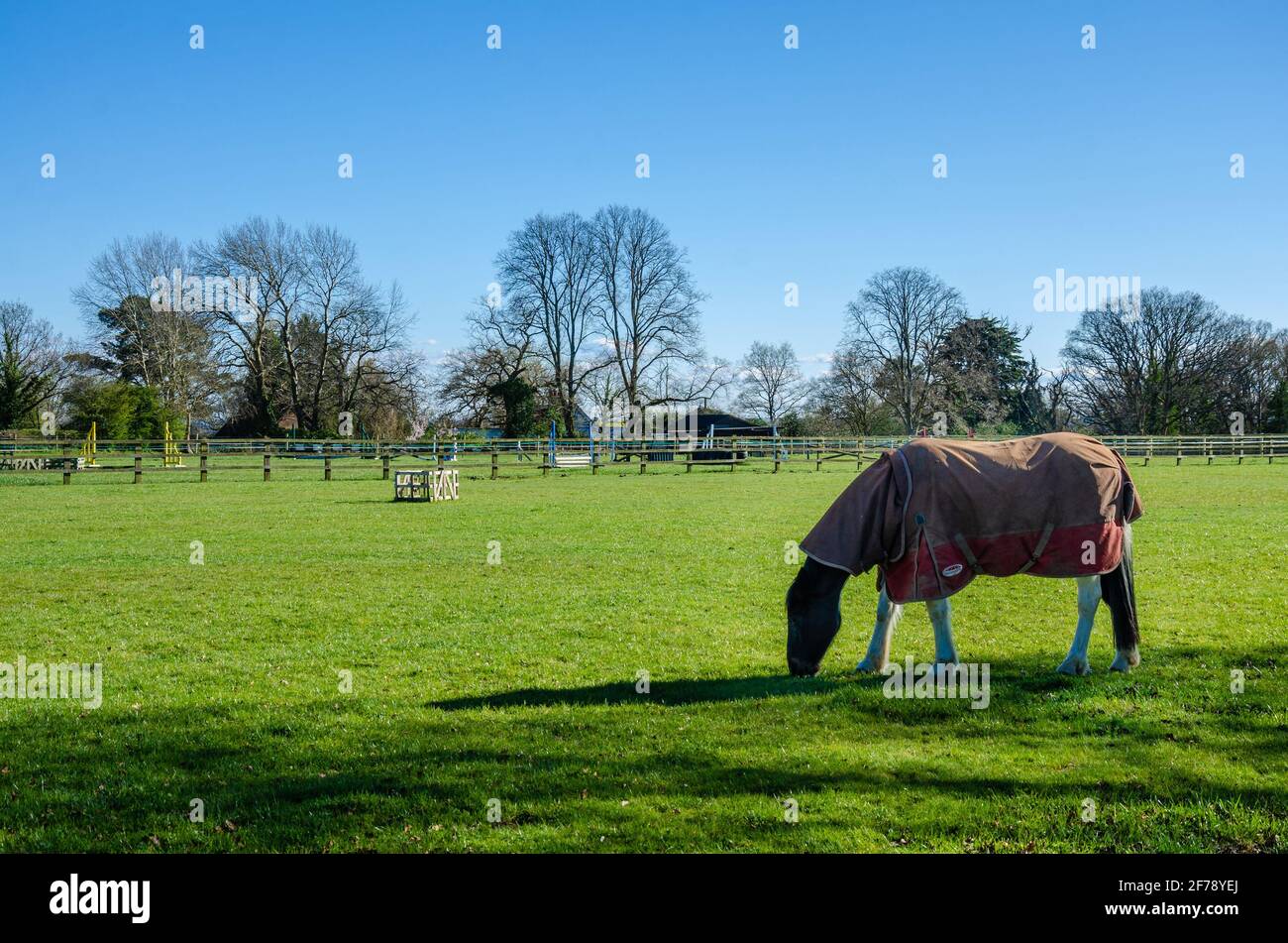 A horse grazing in a lush green field beneath a blue sky in springtime. Stock Photo