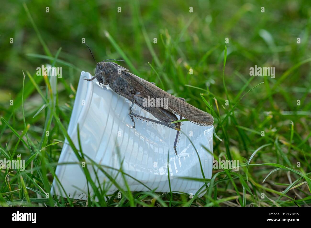 Wild locust living on discarded plastic glass garbage,animal habitat pollution Stock Photo