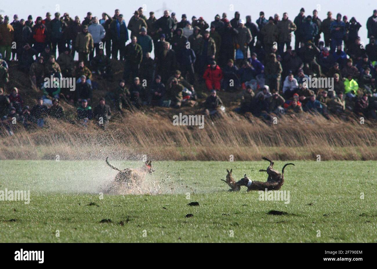 hare coursing at great altcar.26/2/02 pilston Stock Photo