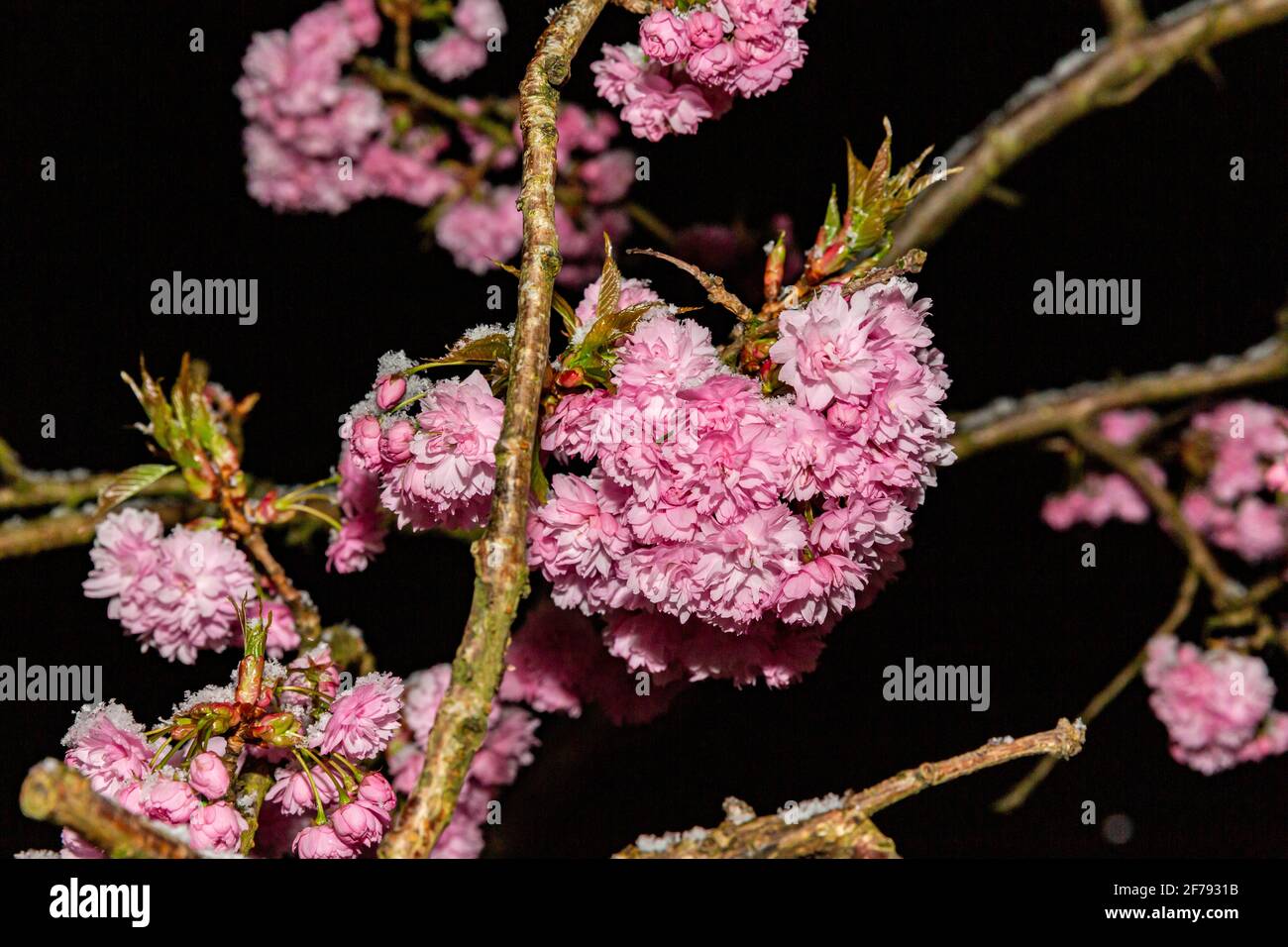 Belfast, UK. 06th Apr, 2021. Snow Fall On Cherry blossom tree in Spring. A unexpected cold front moved down over Northern parts of the UK brought patchy snow showers in Belfast Credit: Bonzo/Alamy Live News Stock Photo