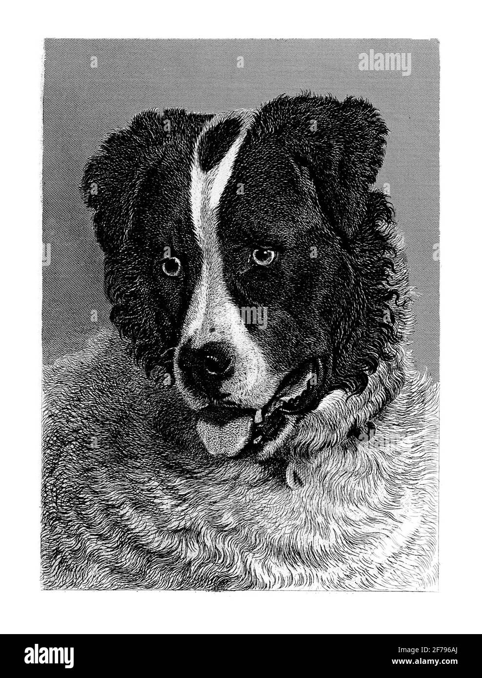 Portrait of a sheep dog Engraved Illustration Stock Photo Alamy