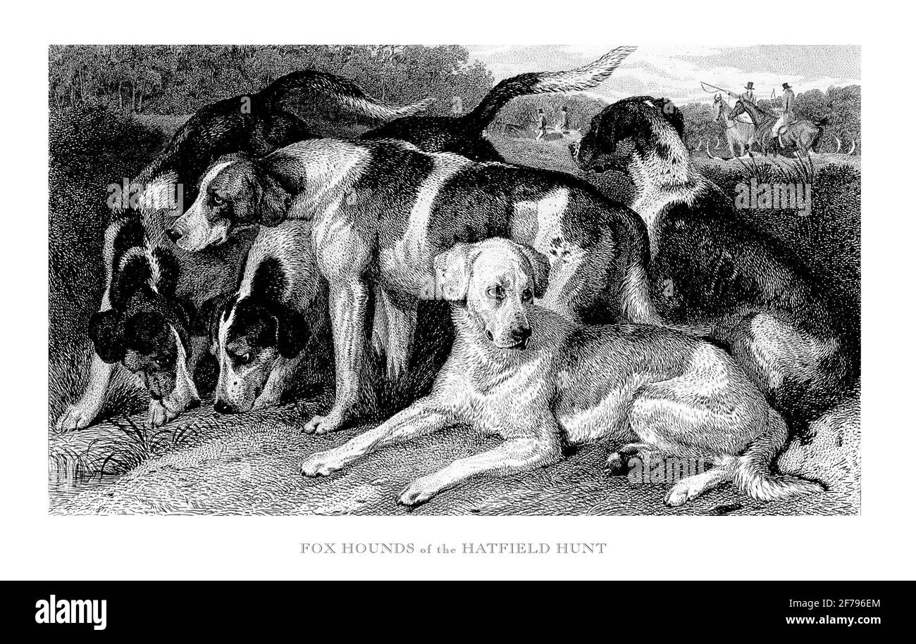 Fox Hounds of the Hatfield Hunt Engraved Illustration Stock Photo