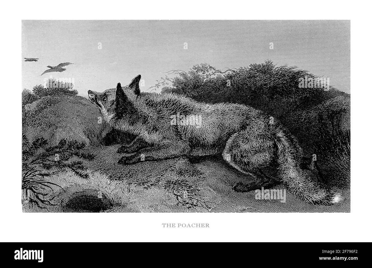 Fox in Nature: portrait of a poacher Engraved Illustration Stock Photo