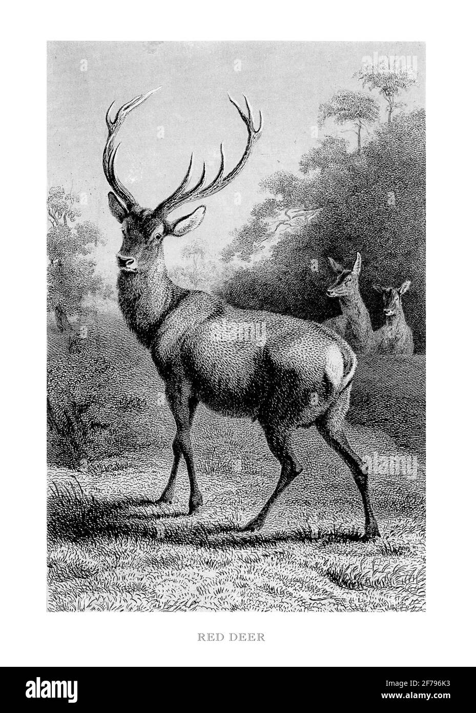 Red Deer Engraved Illustration Stock Photo