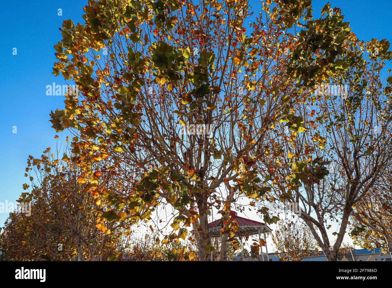 Huachineras, Sonora, Mexico, Autumn. Yellow red green leaves. Object of nature ... (Photo by Luis Gutierrez / Norte Photo)  Huachineras, Sonora, Mexico.Otoño. Hojas de color verde rojo amarillo. Objeto de la naturaleza... (Photo by Luis Gutierrez / Norte Photo) Stock Photo