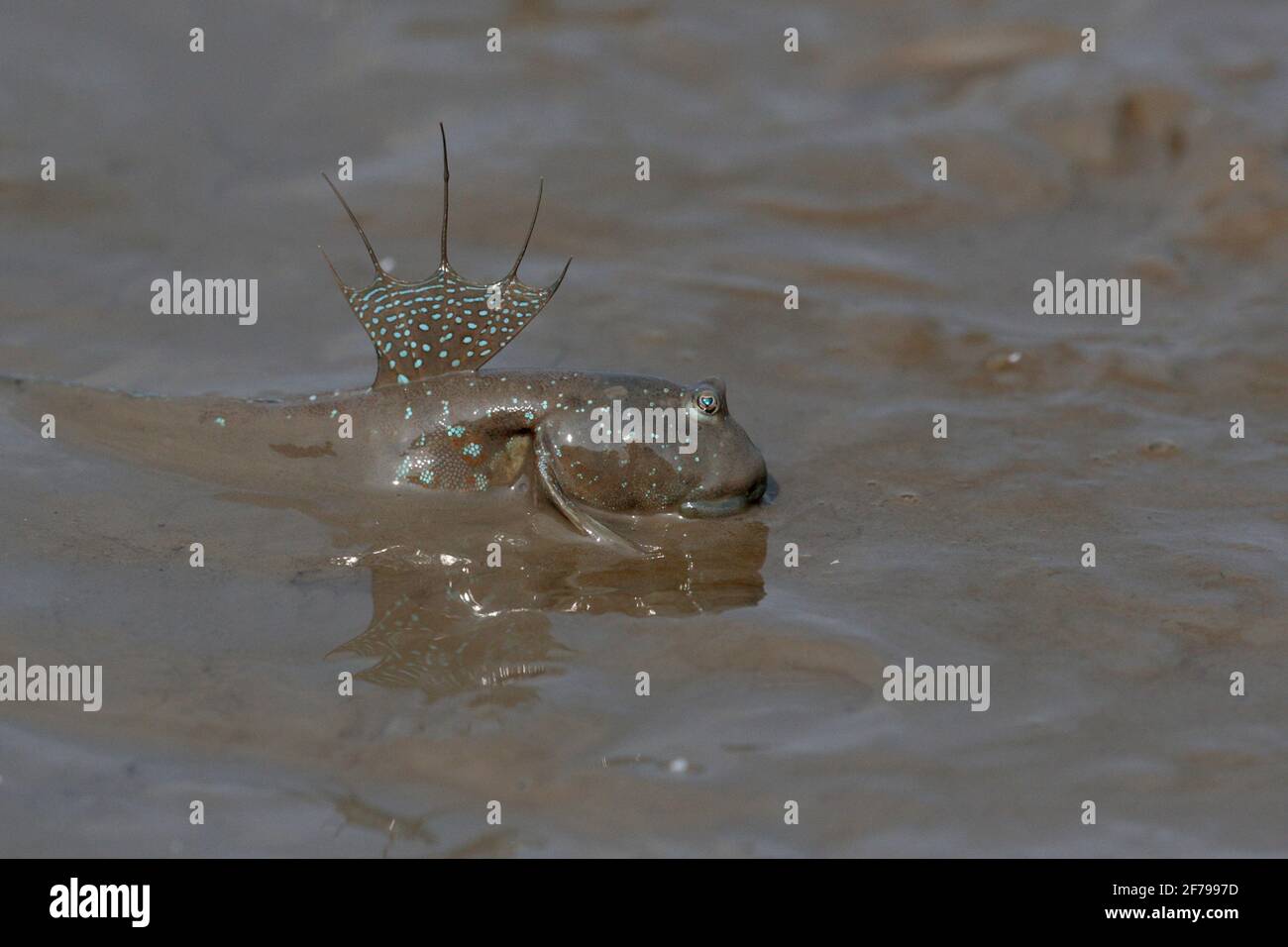 Common Mudskipper (Periopthalmus cantonensis), displaying with raised dorsal fins, Mai Po Nature Reserve, New Territories, Hong Kong 1st April 2021 Stock Photo