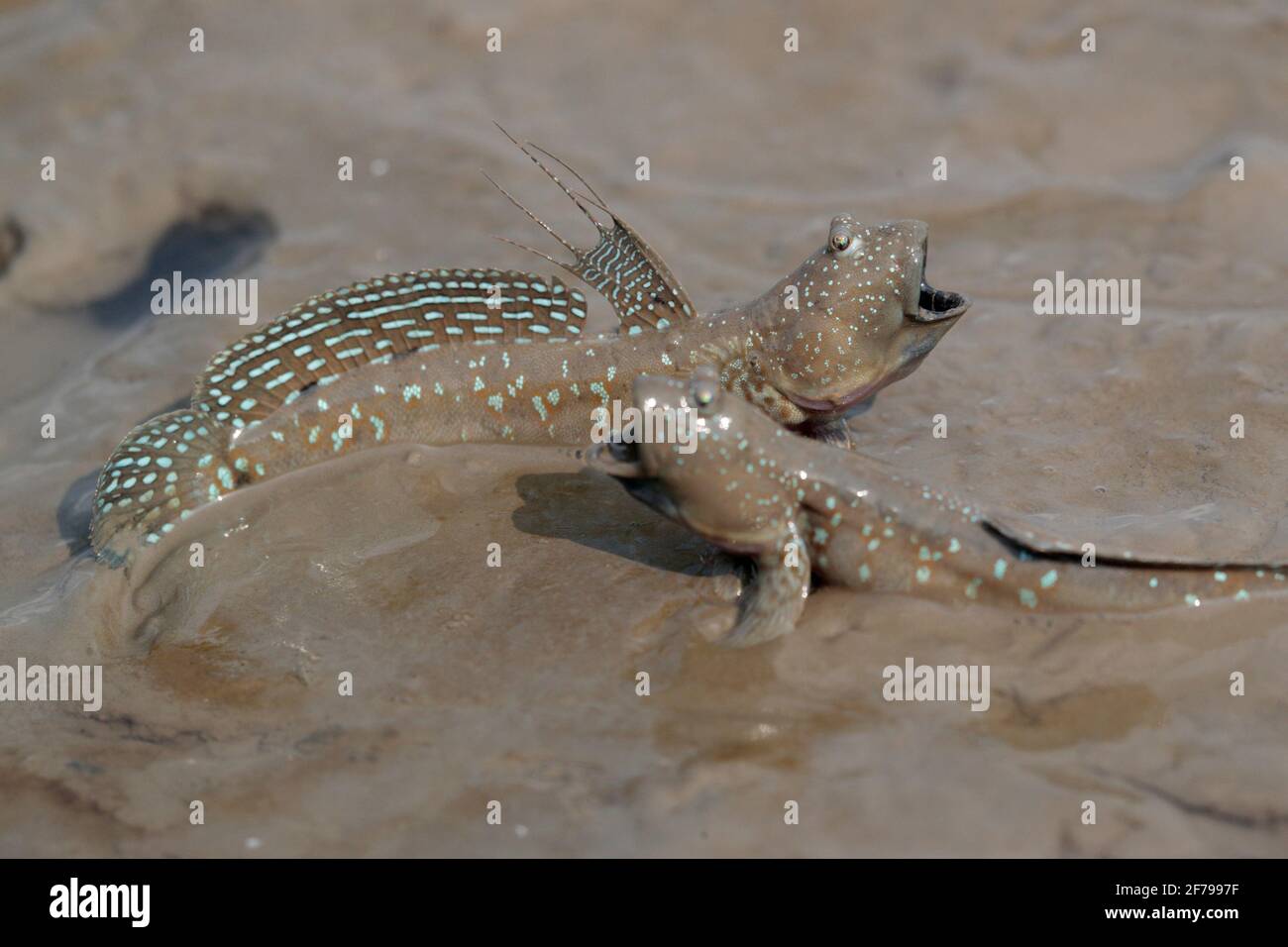 Common Mudskippers (Periopthalmus cantonensis), displaying with raised dorsal fins, Mai Po Nature Reserve, New Territories Hong Kong 1st April 2021 Stock Photo