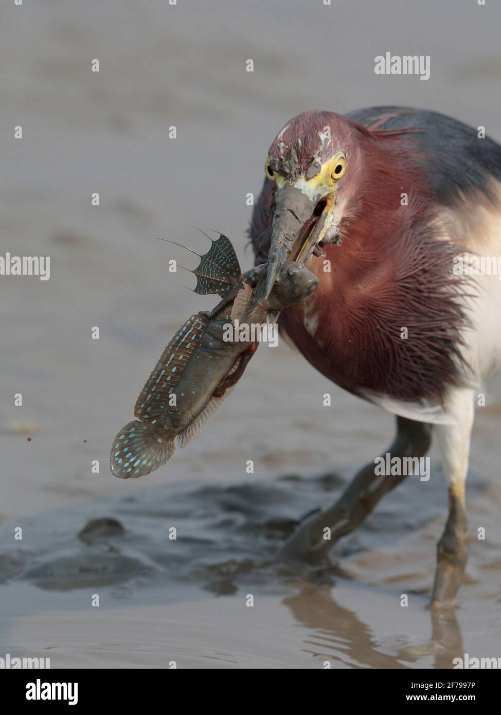 Chinese Pond Heron (Ardeola bacchus), adult in breeding plumage - with mudskipper prey, Mai Po, New Territories,Hong Kong, China 12th March 2021 Stock Photo