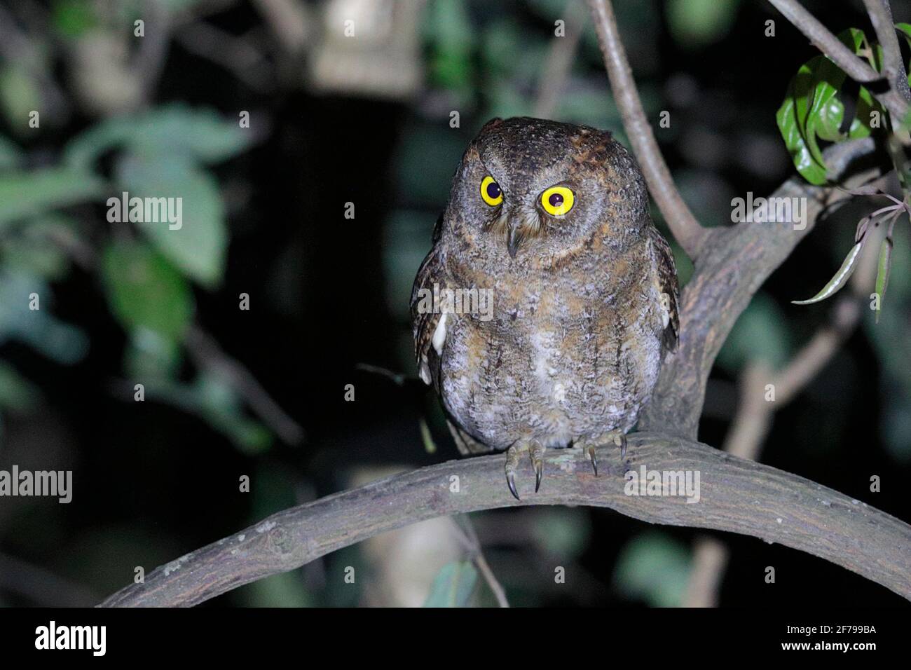 Ryukyu Scops Owl (Otus elegans), New Territories, Hong Kong 16th March 2021 Stock Photo