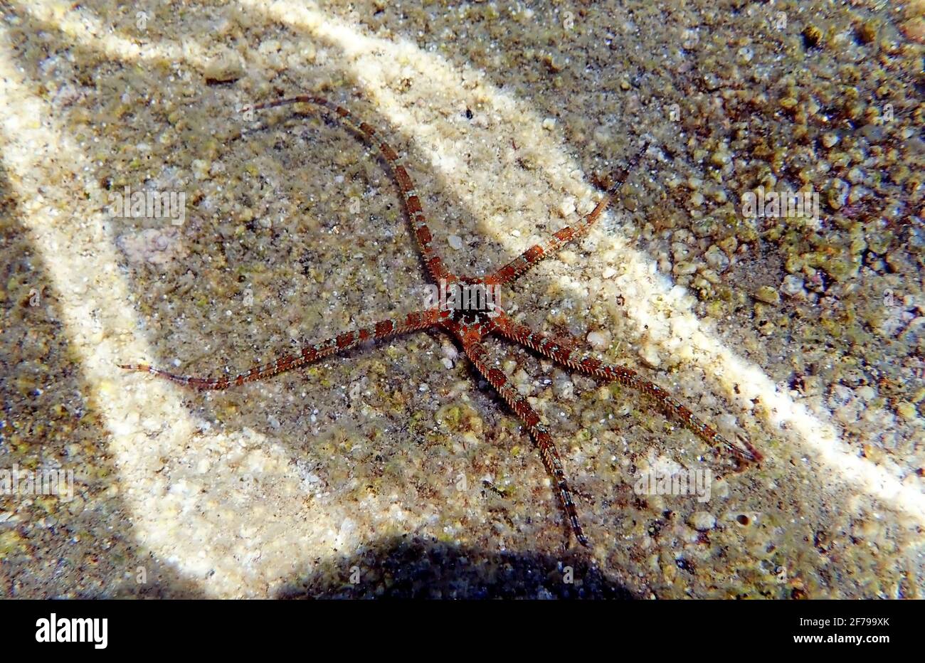 SMOOTH BRITTLE STAR (Ophioderma longicauda Stock Photo Alamy