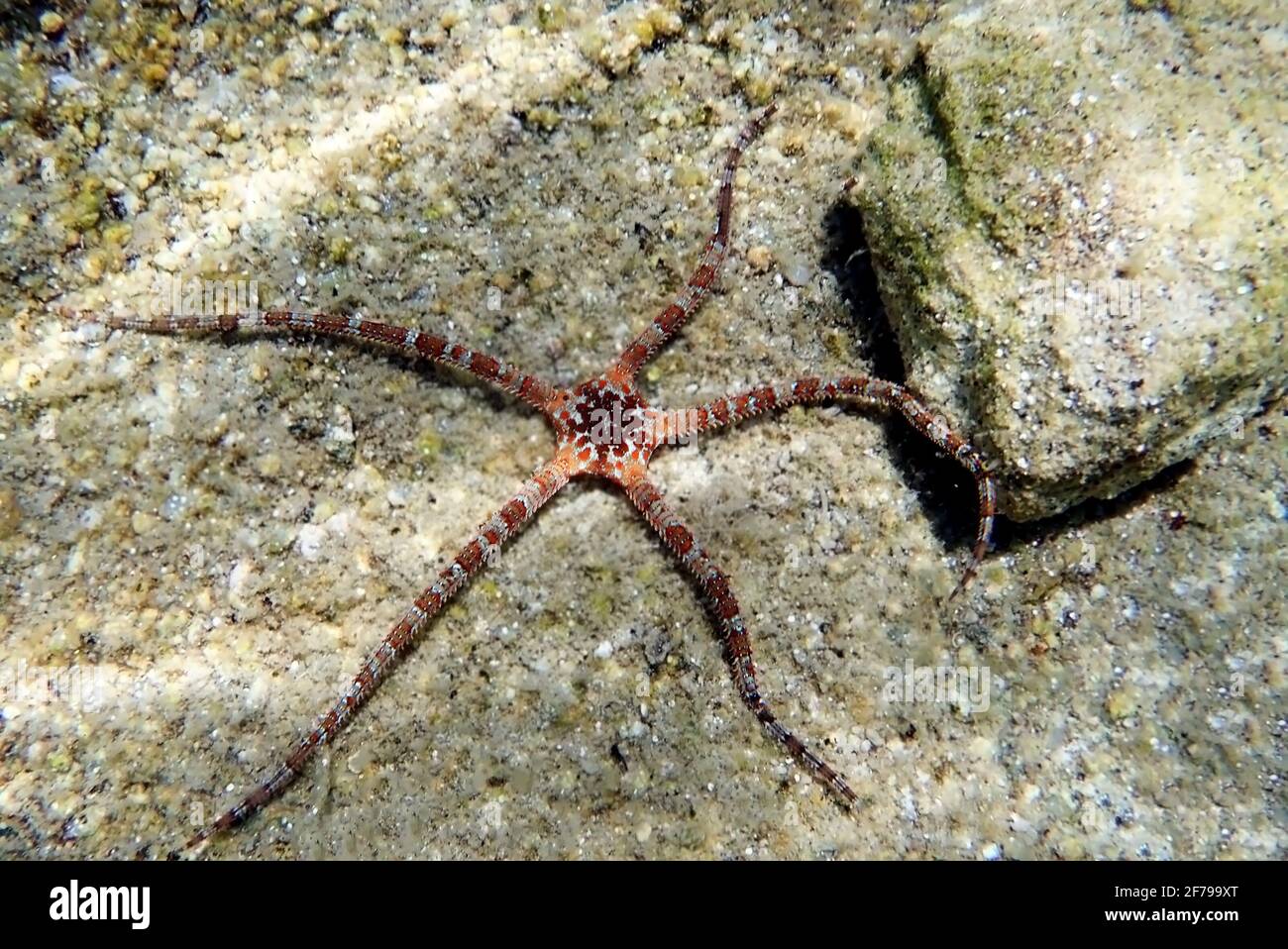 SMOOTH BRITTLE STAR (Ophioderma longicauda Stock Photo Alamy