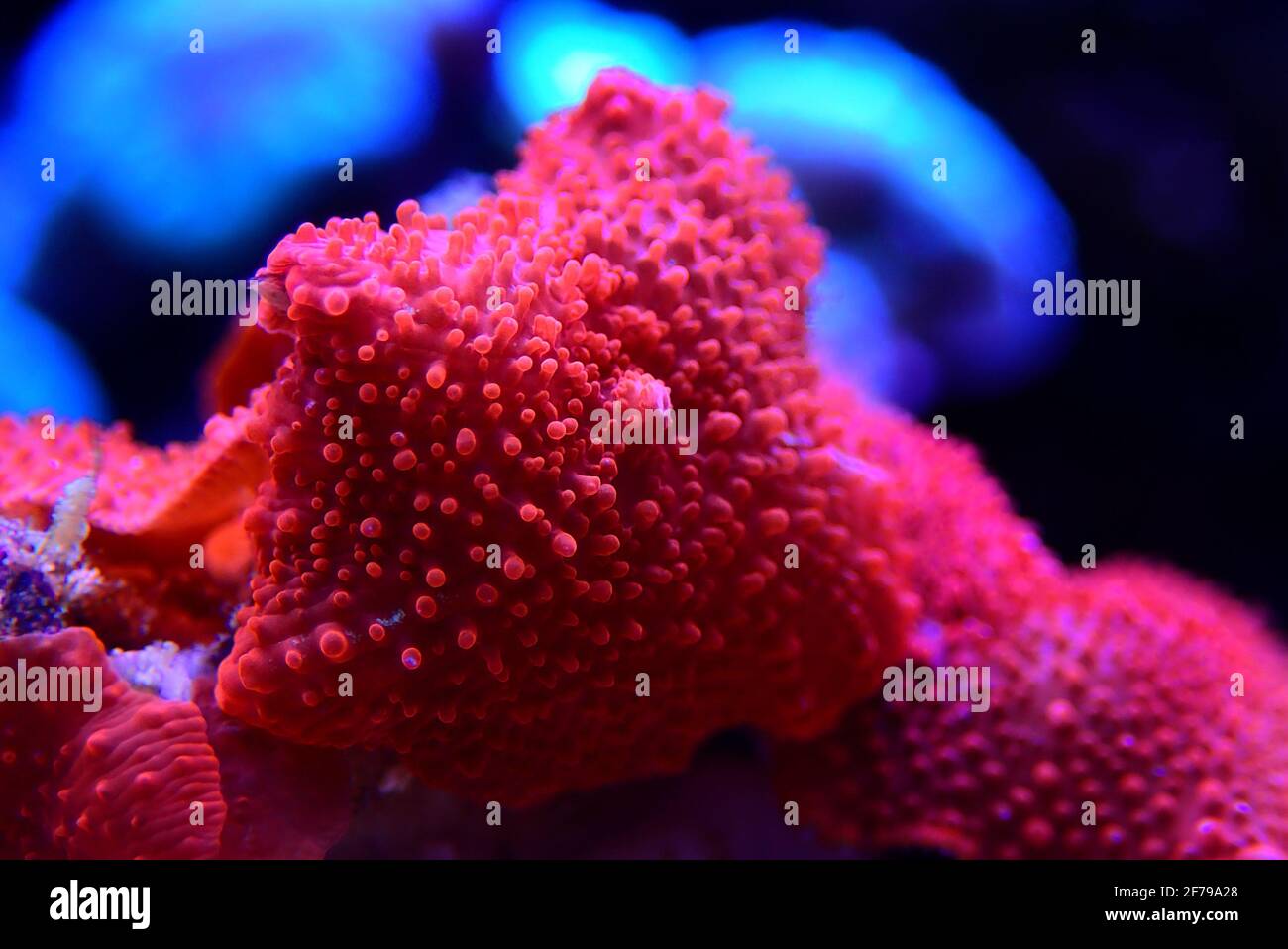 Red Discosoma bright mushroom soft coral - Discosomatidae sp. Stock Photo