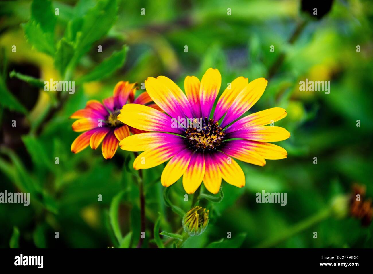 Delosperma or Ice plant flower with a pink interior and yellow petal edges Stock Photo