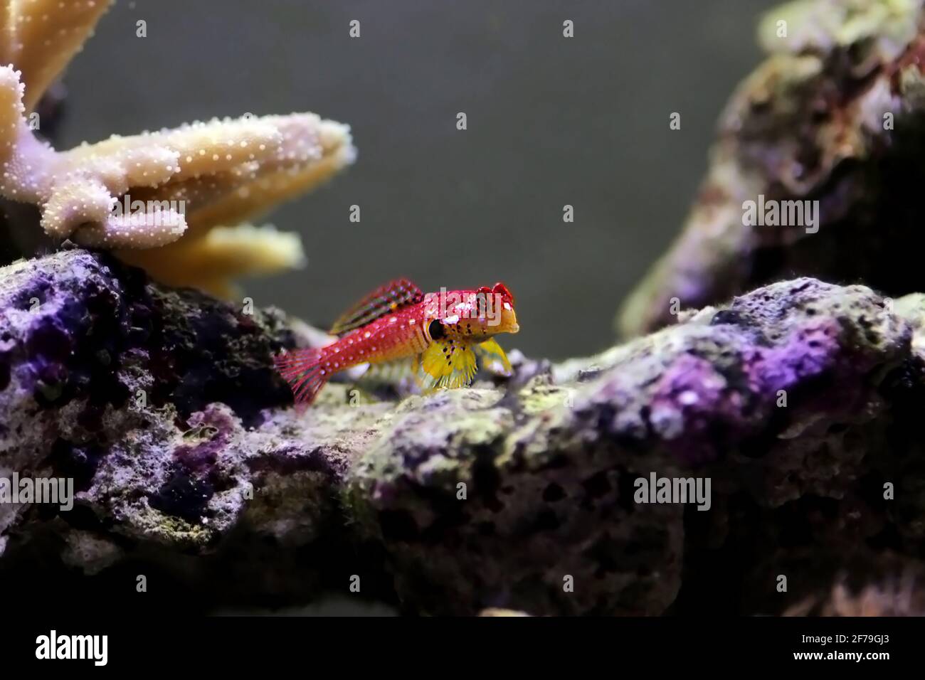 Flaming Scooter Blenny fish - (Synchiropus sycorax) Stock Photo